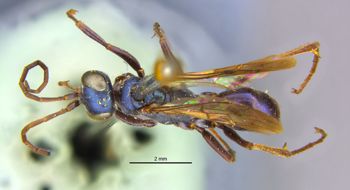 Media type: image;   Entomology 13626 Aspect: habitus dorsal view
